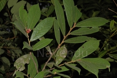 Cleistanthus malabaricus